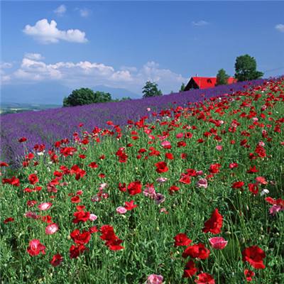 台湾福星彩下载手机版